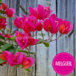 Melgueil bougainvillea mediterrán növénypiac eladó mediterrán dísznövény