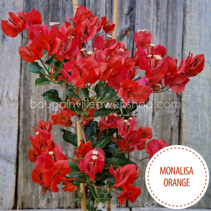 Monalisa Orange bougainvillea, Monalisa Orange ivy, exotic ornamental plants