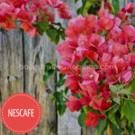 tűző napot kedvelő mediterrán dísznövény Nescafe bougainvillea Magyarország, exotic ornamental plant sales in Europe