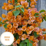 Mediterranean plant market bougainvillea for sale in Hungary Orange Fiesta bougainvillea
