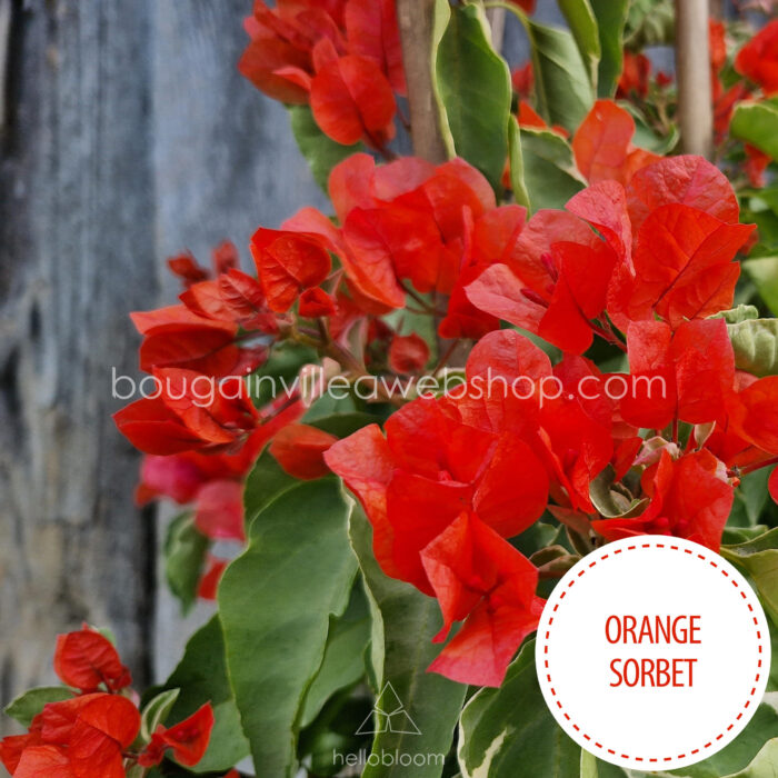 orange sorbet bougainvillea egzotikus trópusi dísznövény webshop eladó