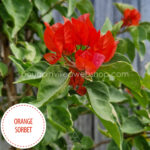 orange sorbet bougainvillea mediterrán trópusi növénypiac webshop eladó magyarország