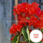orange sorbet bougainvillea internetes webshop eladó mediterrán trópusi dísznövény
