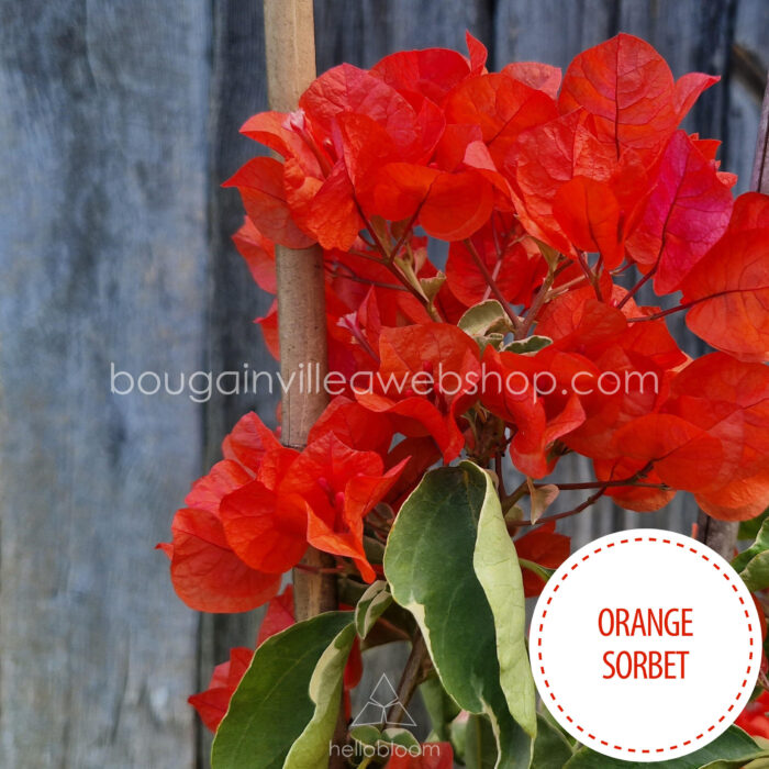 orange sorbet bougainvillea internetes webshop eladó mediterrán trópusi dísznövény