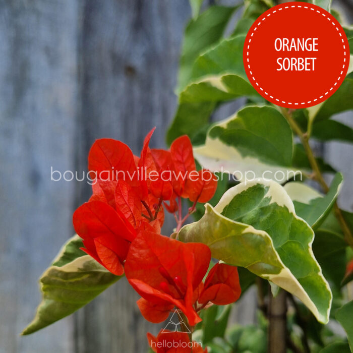 orange sorbet bougainvillea magyarországi kézműves kertészet eladó