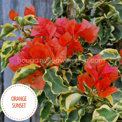 Orange Sunset bougainvillea Mediterranean ornamental plant Hungary bougainvillea for sale webshop