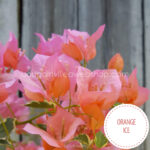 Orange Ice bougainvillea, Orange Ice murvafürt, egzotikus dísznövény