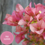 Pink Clusters bougainvillea, Pink Clusters murvafürt, egzotikus dísznövény