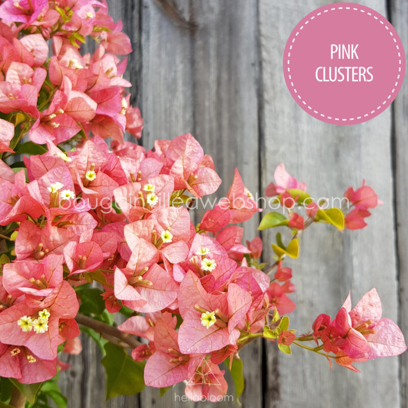 garden, exotic ornamental plants Pink Clusters bougainvillea, garden, exotic ornamental plants in Europe