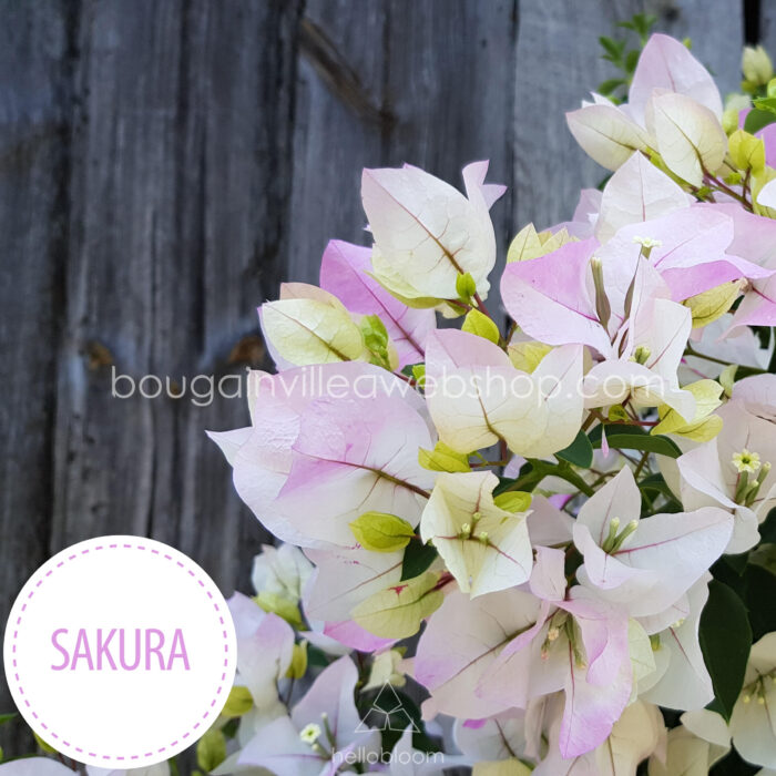 tropical plant ivy Sakura bougainvillea, exotic ornamental plants in Europe