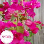 bougainvillea vásárlás Speciosa murvafürt eladó, exotic ornamental plant for sale in Europe