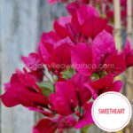 mediterrán növénypiac dísznövény kertészet online rendelés sweetheart murvafürt bougainvillea