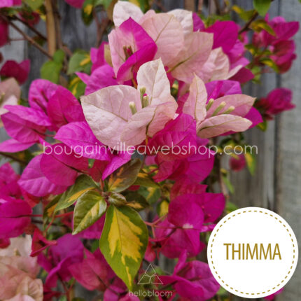 Thimma bougainvillea, Thimma ivy, exotic ornamental plants