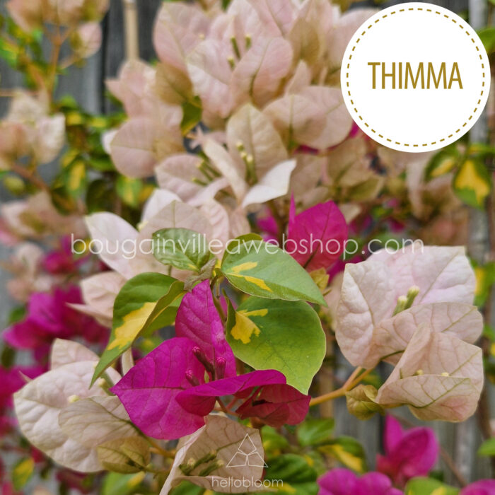 Thimma bougainvillea, shop online for a stunning Mediterranean ornamental plant