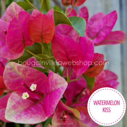 Watermelon Kiss bougainvillea, Watermelon Kiss murvafürt, egzotikus dísznövények