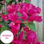 legszínesebb nyári sokat virágzó növények Magyarország Watermelon Kiss bougainvillea, most colorful summer much flowering plants, bougainvillea sale Europe