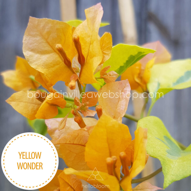 sokat virágzó forróság tűrő nyári dísznövény Yellow Wonder bougainvillea, much flowering heat-tolerant summer ornamental