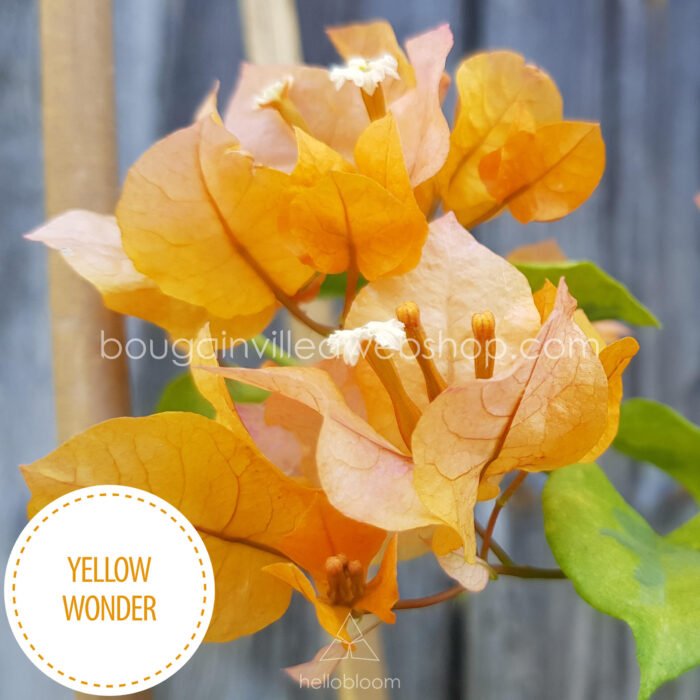 legszínesebb mediterrán növény Yellow Wonder bougainvillea, most colourful Mediterranean plant