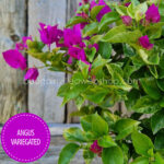 Angus Variegated variegated rare special tropical ornamental plant webshop