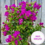 Angus Variegated bougainvillea garden lot flowering ornamental plants for sale webshop