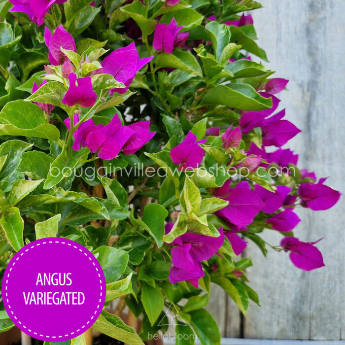 Angus Variegated bougainvillea purple ivy ornamental plant online webshop