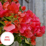 Apple Orange bougainvillea mediterrán növénypiac bougainvillea webshop rendelés