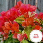 Apple Orange bougainvillea, Apple Orange egzotikus murvafürt