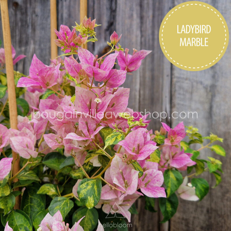 Ladybird Marble bougainvillea, Ladybird Marble exotic ivy