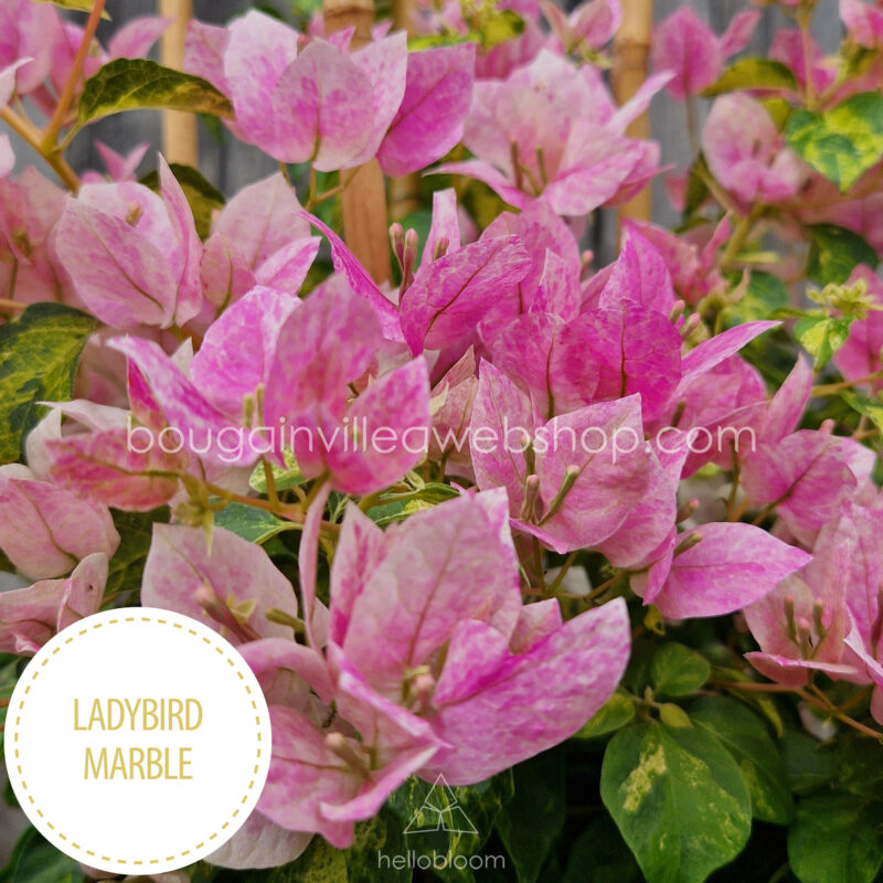 Ladybird Marble rare exotic bougainvillea for sale online webshop