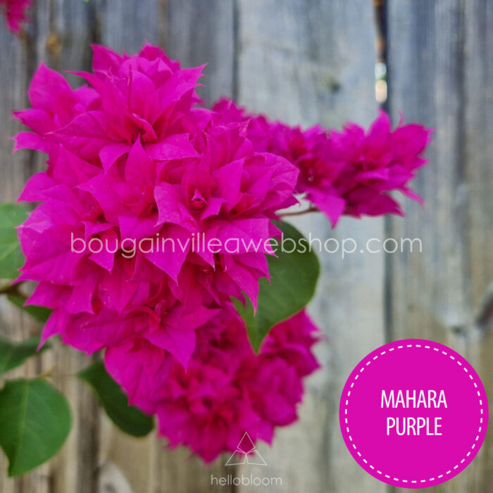 Mahara Purple bougainvillea kézműves kertészet dísznövény eladó Magyarország