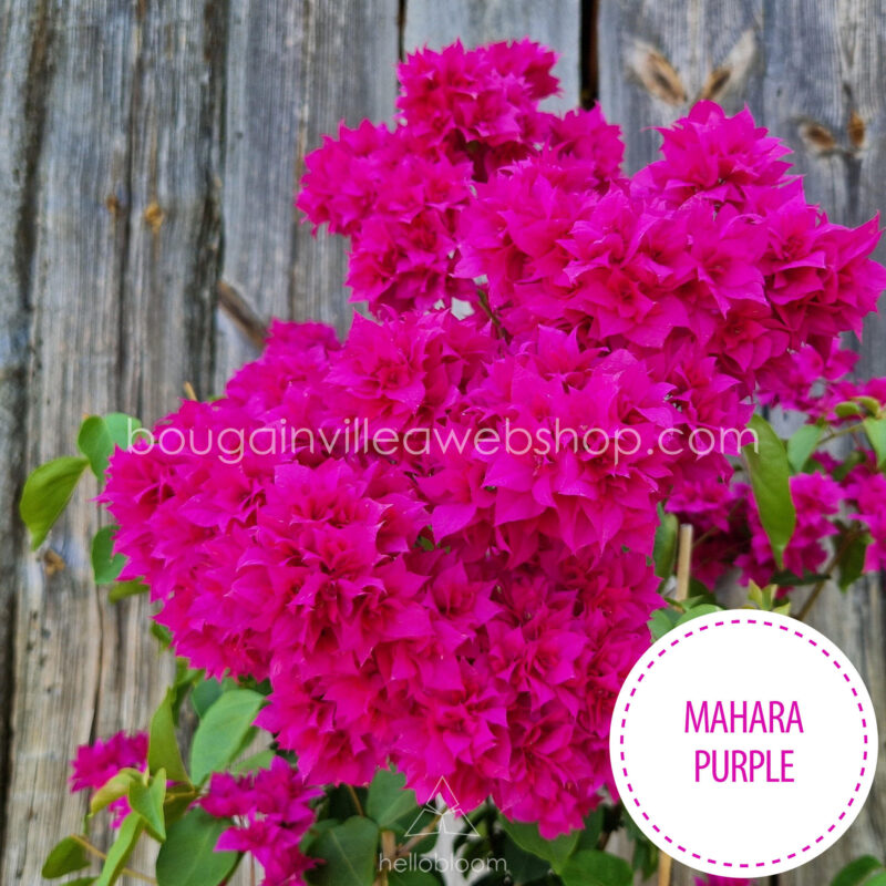 Mahara Purple bougainvillea, Mahara Purple egzotikus murvafürt