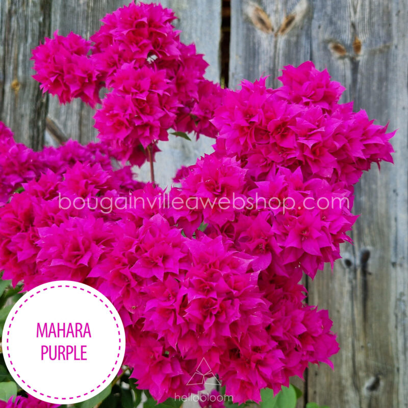 Mahara Purple bougainvillea mediterrán növénypiac egzotikus különleges dísznövény eladó online webshop