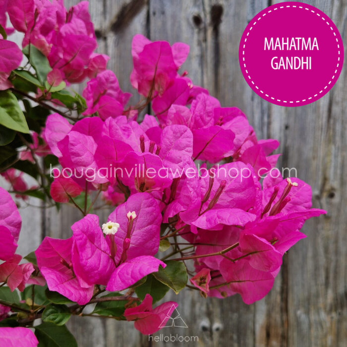 bougainvillea webshop Magyarország Mahatma Gandhi bougainvillea mediterrán dísznövény