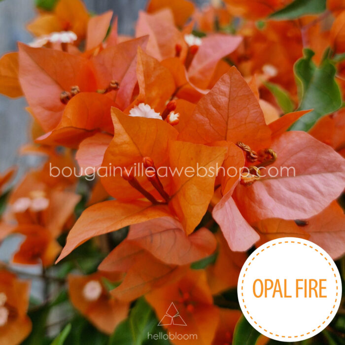 Opal Fire bougainvillea artisanal gardening ornamental plant for sale Hungary