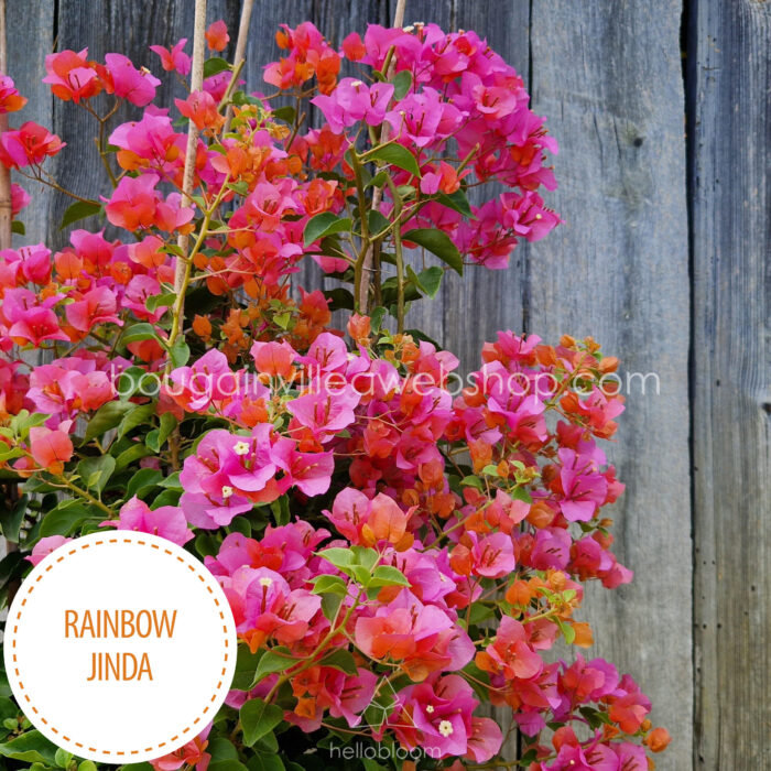 Rainbow Jinda bougainvillea mediterrán növénypiac egzotikus különleges dísznövény eladó online webshop