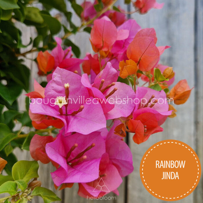 Rainbow Jinda bougainvillea murvafürt eladó Magyarország dísznövény webáruház webshop