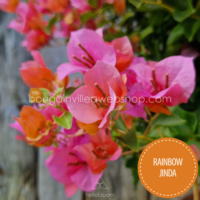 Rainbow Jinda bougainvillea kerti sokat virágzó dísznövény webshop eladó