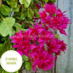 SF Marble Mahara bougainvillea piros dupla virágú murvafürt dísznövény online webshop