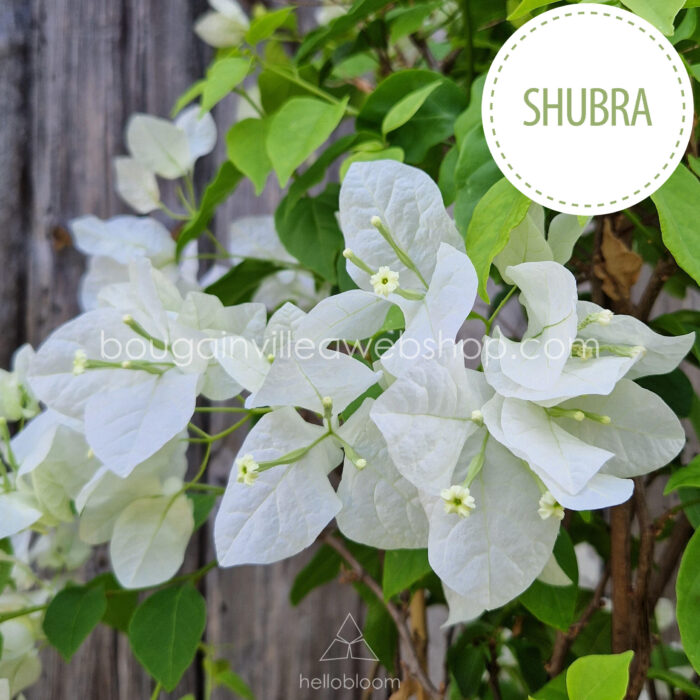 Shubra bougainvillea mediterranean plant market craft gardening exclusive ornamental plant