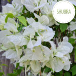Shubra white flowered bougainvillea