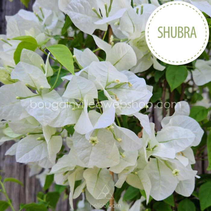 Shubra white flowered bougainvillea