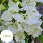 Shubra bougainvillea exotic tropical mediterranean ornamental plant online webshop