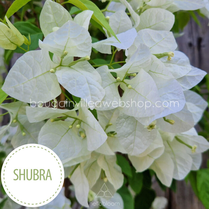 Shubra bougainvillea exotic tropical mediterranean ornamental plant online webshop
