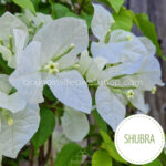 Shubra ivy bougainvillea ornamental plants webshop Hungary