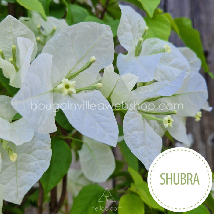 Shubra ivy bougainvillea ornamental plants webshop Hungary