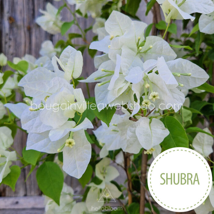 Shubra bougainvillea garden lot flowering ornamental plants for sale webshop