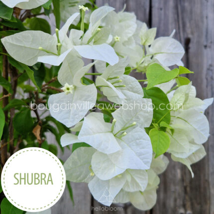 Shubra bougainvillea, Shubra exotic ivy