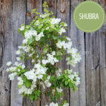 Shubra bougainvillea white flowered ivy ornamental plant online webshop