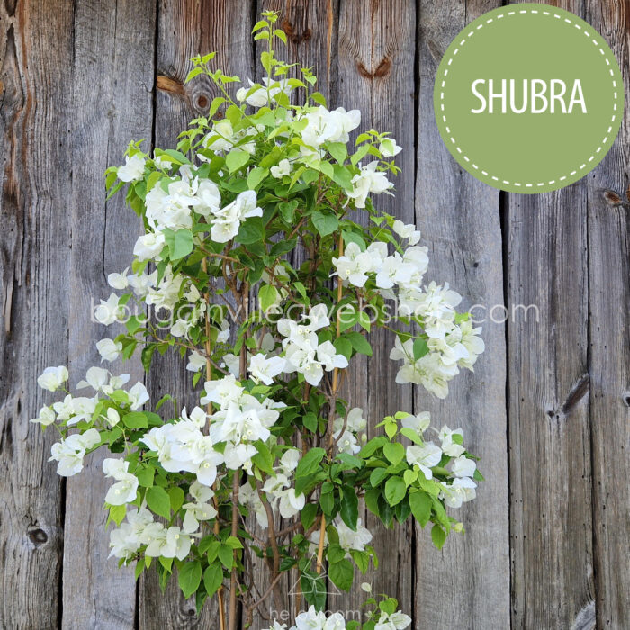 Shubra bougainvillea white flowered ivy ornamental plant online webshop