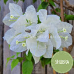 Hungary bougainvillea webshop Mediterranean plant market Shubra bougainvillea